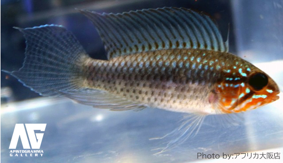 アピストグラマ リネアタ Apistogramma lineata