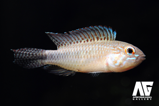 Apistogramma Gallery