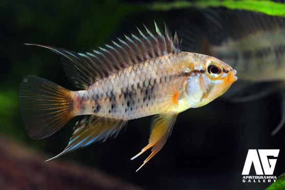 アピストグラマ マクマステリィ Apistogramma macmasteri