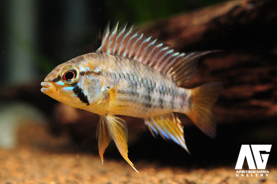 アピストグラマ マクマステリィ Apistogramma macmasteri