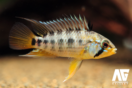 アピストグラマ マクマステリィ Apistogramma macmasteri