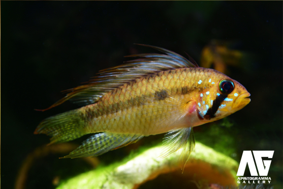 Apistogramma Gallery