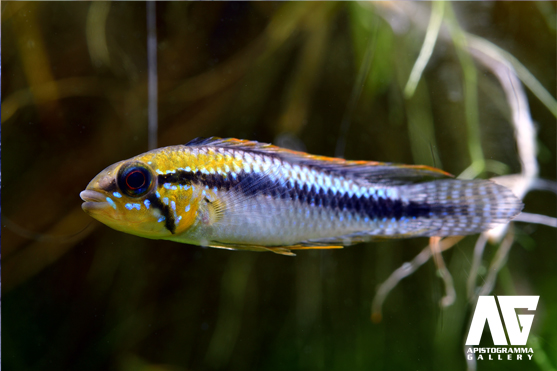 Apistogramma Gallery