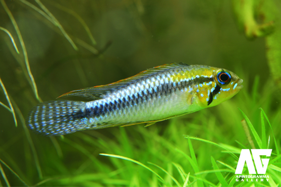 Apistogramma Gallery